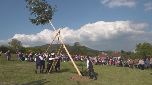 Folklórny súbor Brezová obnovil tradíciu ručného stavania mája