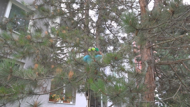 Arborista ošetril borovicu vo vnútrobloku na Ulici S. Jurkoviča